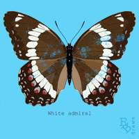 Butterfly Fluttering GIF