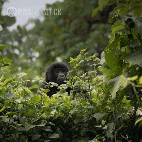 Look Out Pbs Nature GIF by Nature on PBS