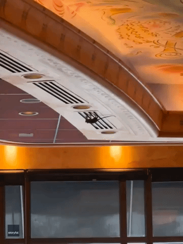 Mission Ratatouille: Rat Hangs From Cheesecake Factory Ceiling