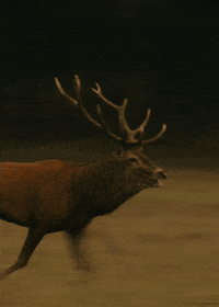 red deer GIF by Head Like an Orange
