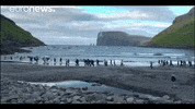 Feroe Island Running GIF by euronews