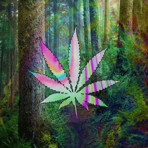 marijuana GIF