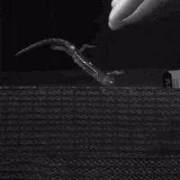 Skydive Flying GIF by mjkahn