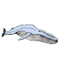 National Museum Ocean Sticker by Národní muzeum