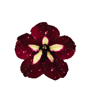 Selecta Petunia Sticker by Ball Horticultural Co