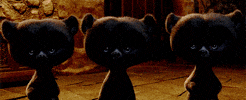 bear GIF
