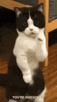 Cat Car Dance GIF