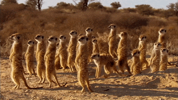 excited squad GIF by BBC Earth