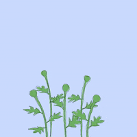 Art Blooming GIF by David Koblesky