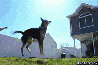 dog jump rope GIF by Cheezburger