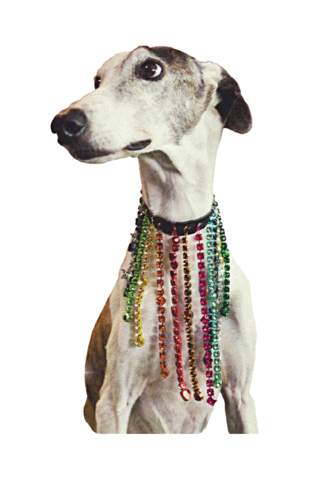 Feliz Navidad Dog Sticker by BIMBA Y LOLA