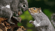 Hungry Wild Animals GIF by PBS