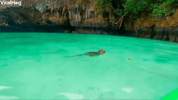 Kayaking with Monkeys
