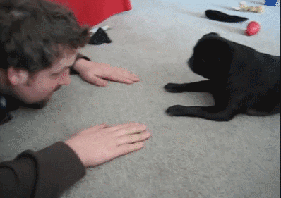 pug GIF