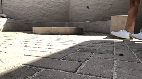 wanitanicol giphyupload GIF