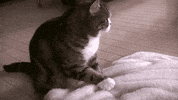 cat GIF