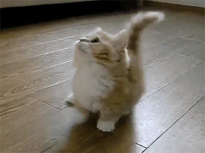 kitten bae GIF