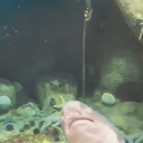 Hungry Shark GIF by California Academy of Sciences