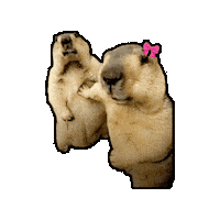 Capybara Sticker