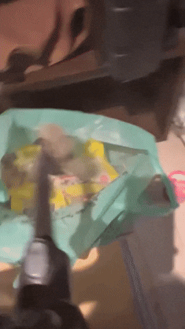 cuteanimalland giphyupload GIF