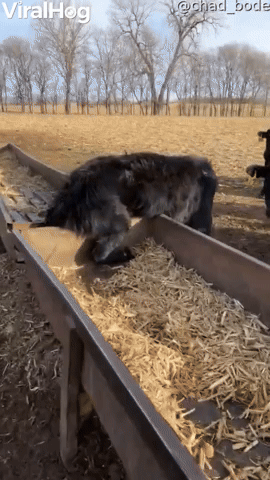 Steer Stuck Between Feeding Troughs