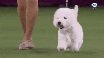 GIF by Westminster Kennel Club