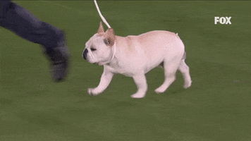GIF by Westminster Kennel Club