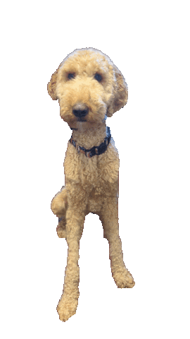 Sticker by FCTuckerEmge