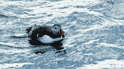 Blue Planet Birds GIF by BBC America