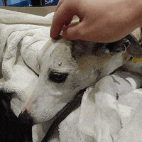 Westminster Dog Show Dogs GIF by Westminster Kennel Club