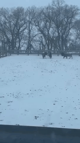 Snow-Covered Buffalo Herd Endures South Dakota Storm With Aplomb