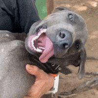 Dog What GIF by Pawssion Project Foundation Inc.