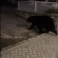 Laser Sword Bear GIF