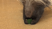 Animals Enjoy St Patrick's Day Treats at Chicago's Brookfield Zoo