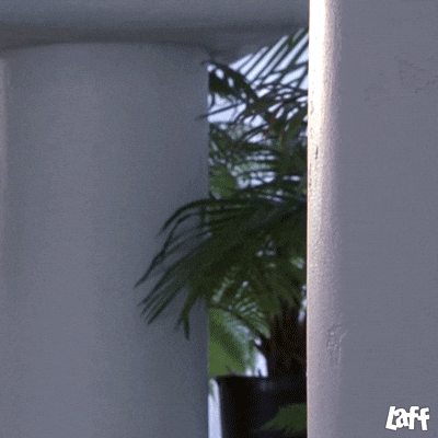 giphy.gif