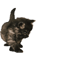 Munich-Gif-King kitty carlito karlito karlo Sticker