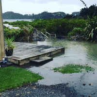 Young Child and a Few Dogs Make the Best of Flooding on North Island