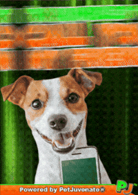 PetJuvenate petjuvenate henlo hooman fren love rescue dogs treatos and woofer for pupper GIF