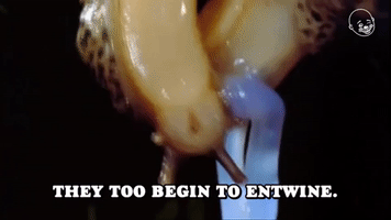 They Begin to Entwine