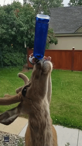 Jacob_Graff  GIF