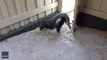 Adorable Orphaned Baby Anteaters Play at Rescue Center in Brazil