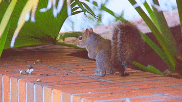 Im Out See Ya GIF by University of Florida