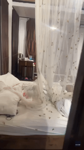Tourists Accidentally Let 'Thousands' of Moths Into Hotel Room in Thailand