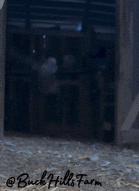 Chicken GIF by Buck Hills Farm
