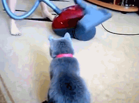 cat massage GIF