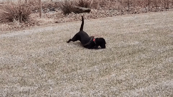 Dogs Scratches Belly in Southwest Utah Sleet