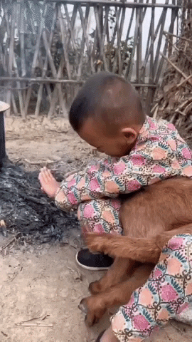 cuteanimalland giphyupload GIF