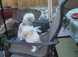 Dogs Spinning GIF