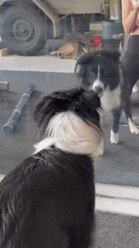 Border Collie Shocked to See Herself in Mirror