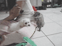 Video gif. Small white dog sits on the lap of a girl, laying its head down on her leg. A gray cat sits next to the girl and pats gently at the dog a few times saying, “Hey…hey…” as the dog ignores it saying, “...go away…” The cat continues to pat the dog until the dog looks at it saying, “What do you want?” The cat pauses and slaps the dog hard saying, “Uhm…Tag you’re it!” The dog chases the cat in anger.
